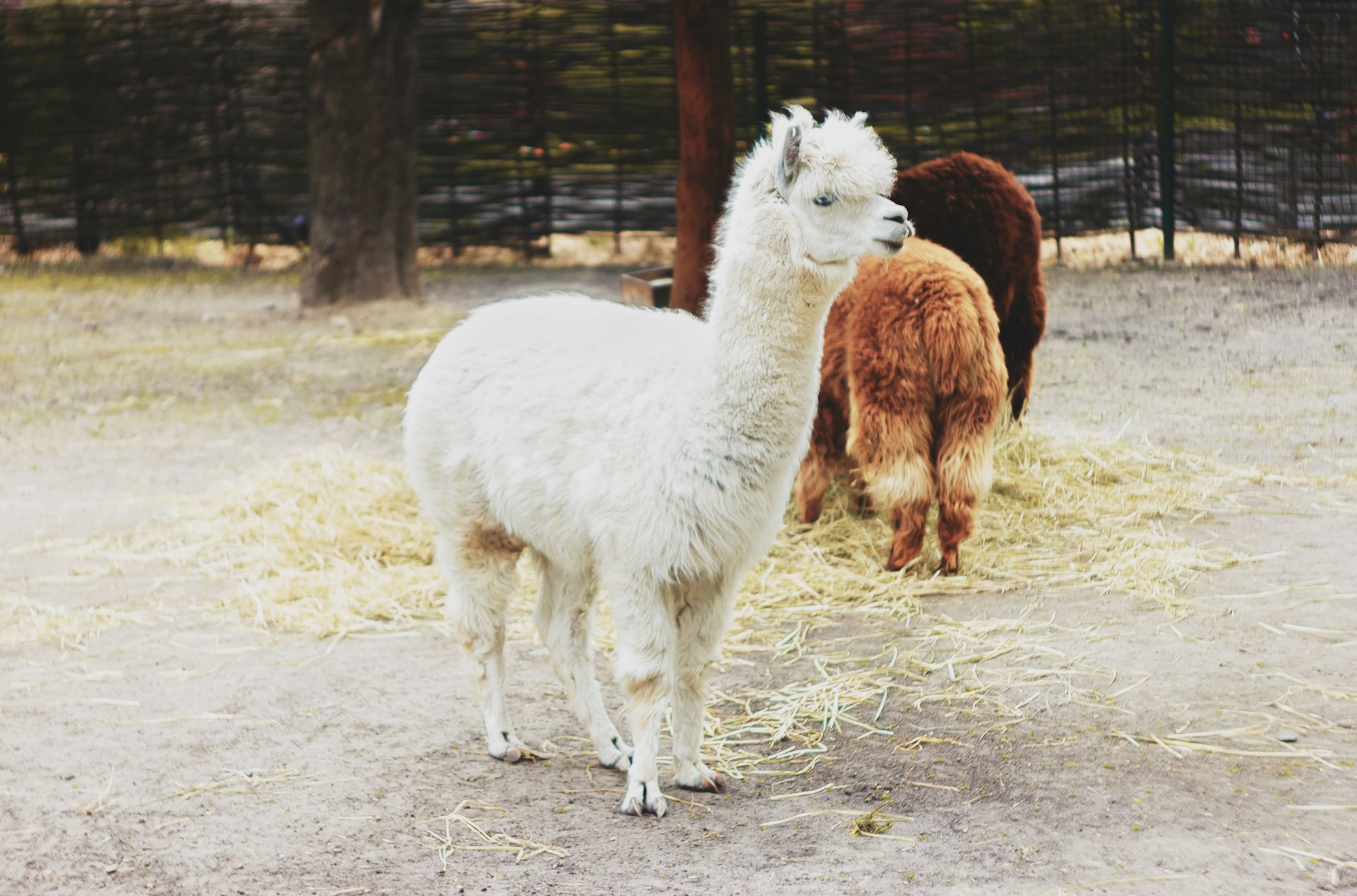 Our Little World Alpacas LLC photo 2