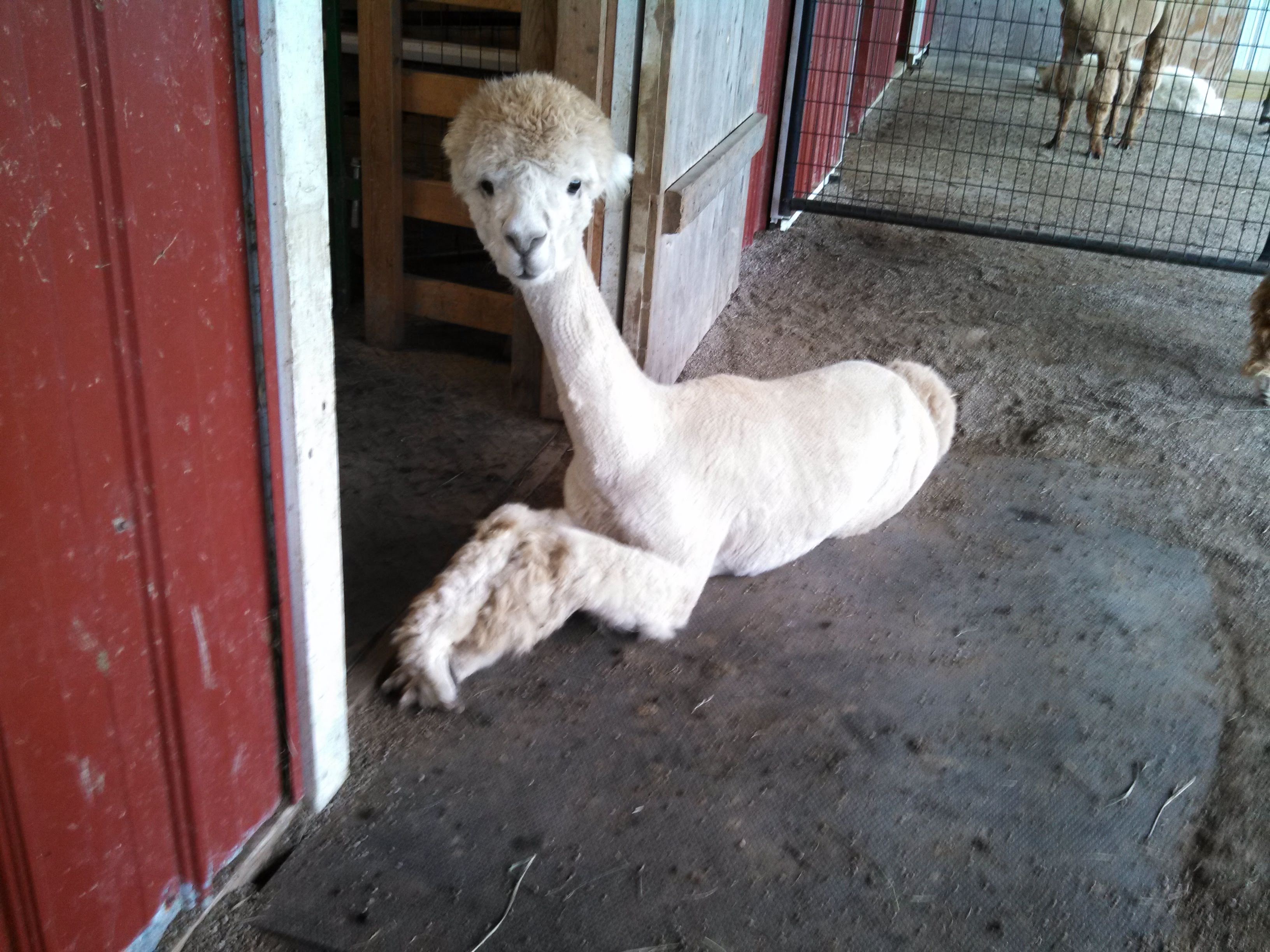 Our Little World Alpacas LLC